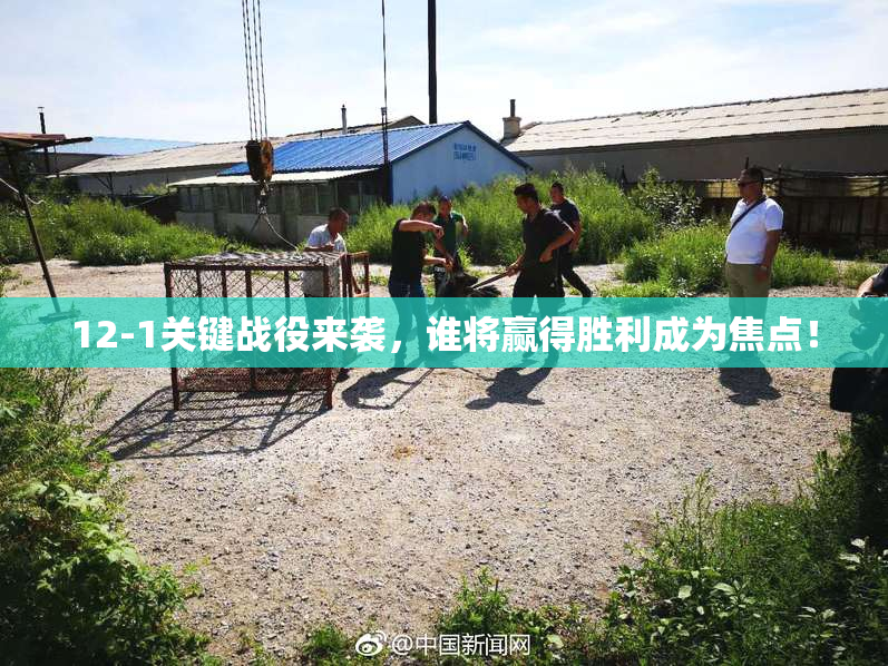 12-1关键战役来袭，谁将赢得胜利成为焦点！