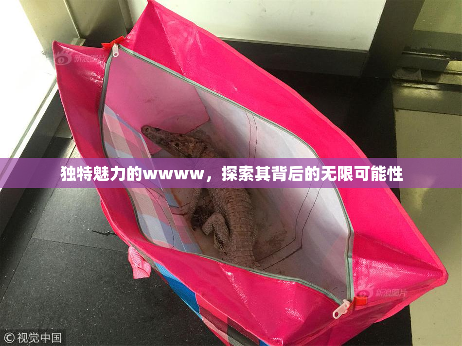 独特魅力的wwww，探索其背后的无限可能性