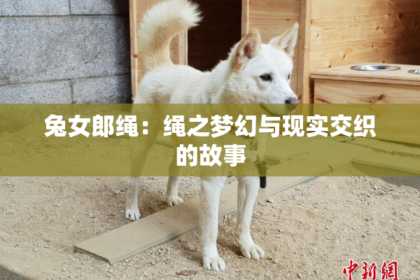 兔女郎绳：绳之梦幻与现实交织的故事