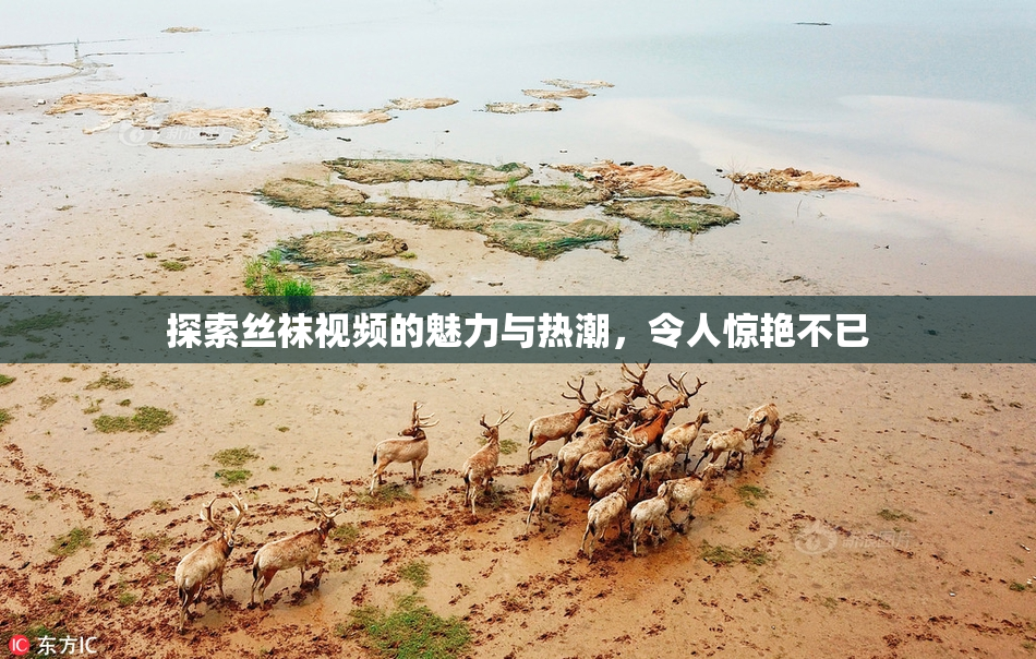 探索丝袜视频的魅力与热潮，令人惊艳不已