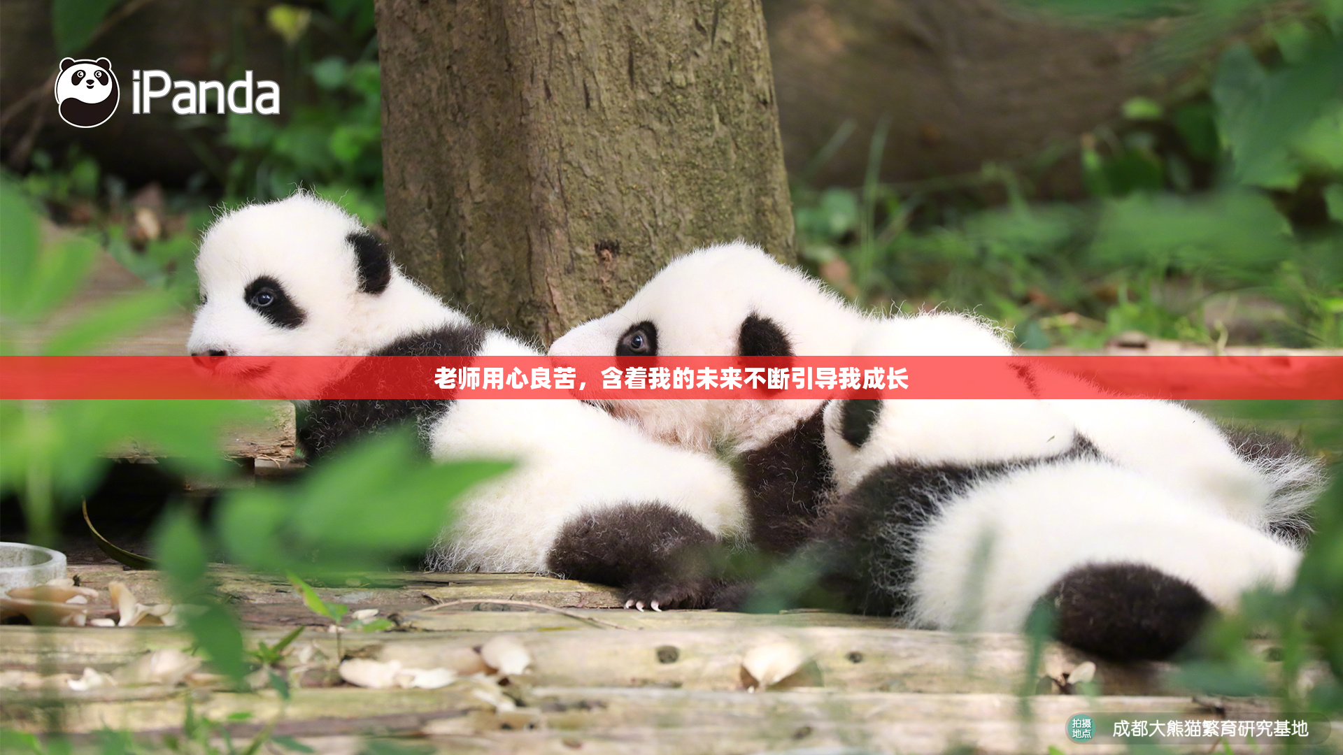 老师用心良苦，含着我的未来不断引导我成长