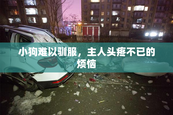 小狗难以驯服，主人头疼不已的烦恼