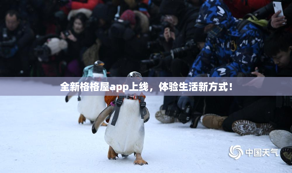 全新格格屋app上线，体验生活新方式！