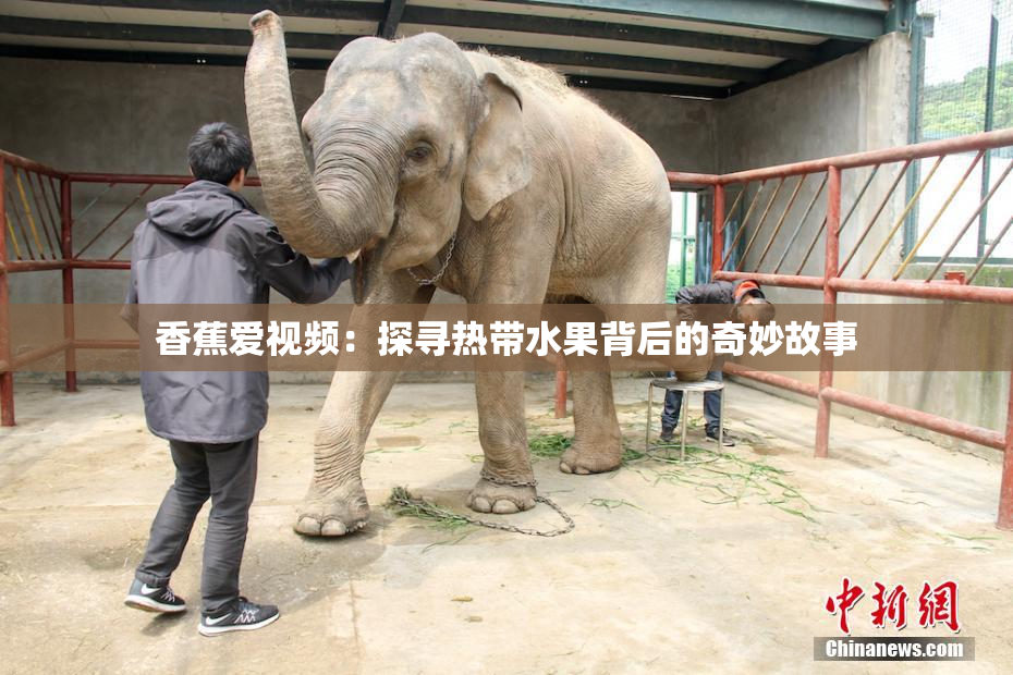 香蕉爱视频：探寻热带水果背后的奇妙故事