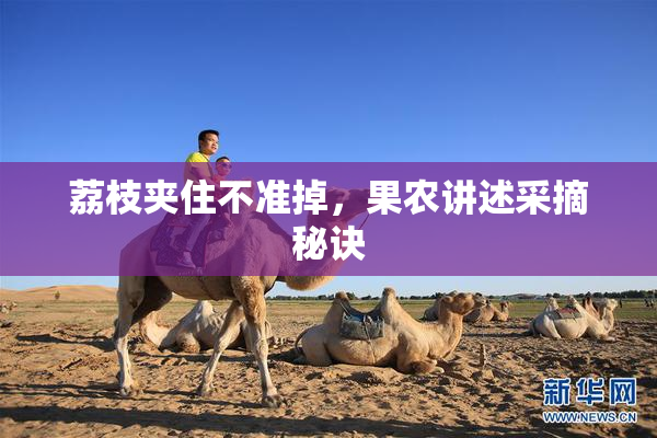 荔枝夹住不准掉，果农讲述采摘秘诀