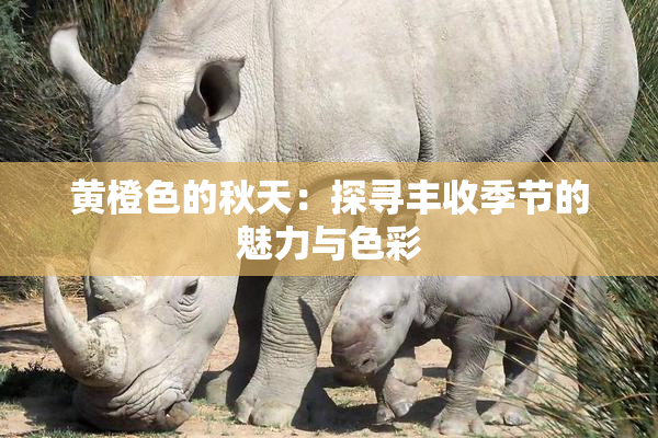黄橙色的秋天：探寻丰收季节的魅力与色彩