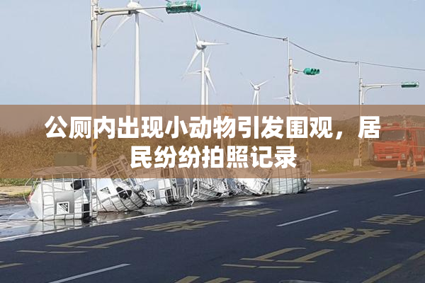 公厕内出现小动物引发围观，居民纷纷拍照记录