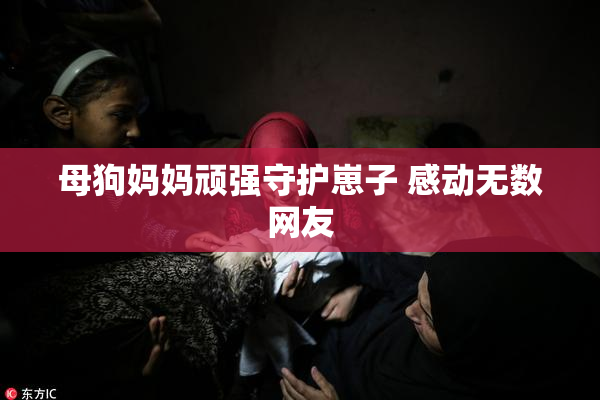 母狗妈妈顽强守护崽子 感动无数网友