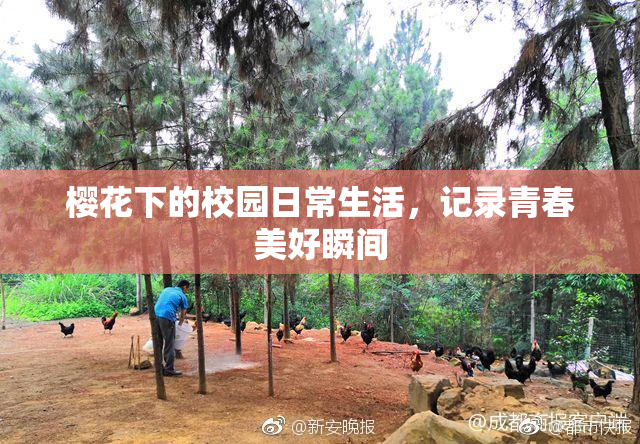 樱花下的校园日常生活，记录青春美好瞬间