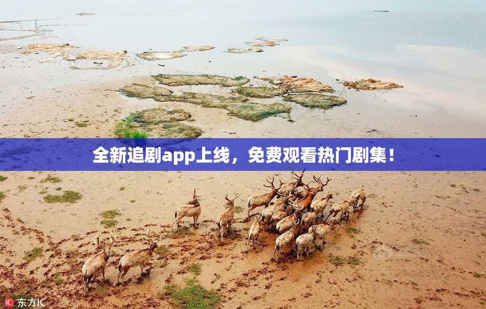 全新追剧app上线，免费观看热门剧集！