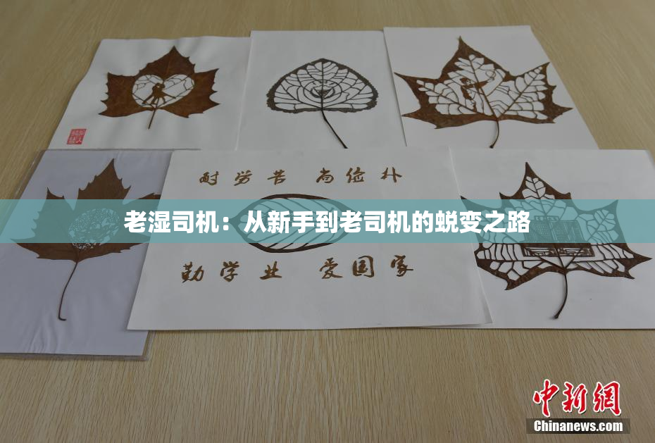 老湿司机：从新手到老司机的蜕变之路