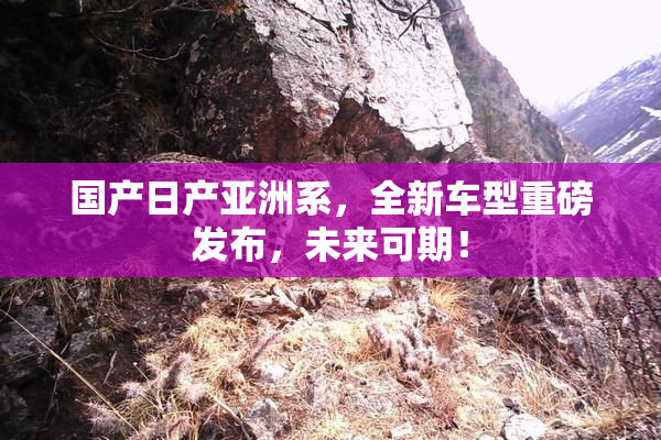 国产日产亚洲系，全新车型重磅发布，未来可期！
