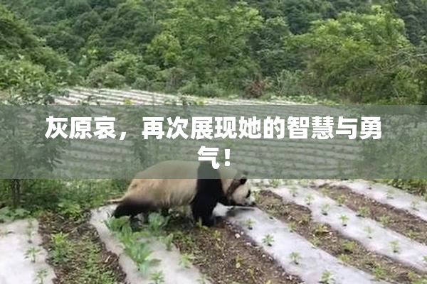 灰原哀，再次展现她的智慧与勇气！