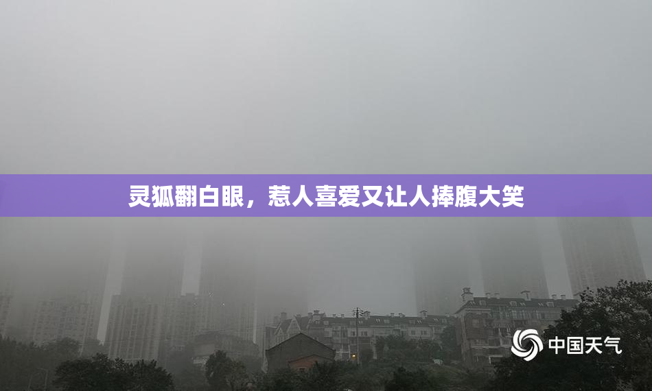 灵狐翻白眼，惹人喜爱又让人捧腹大笑
