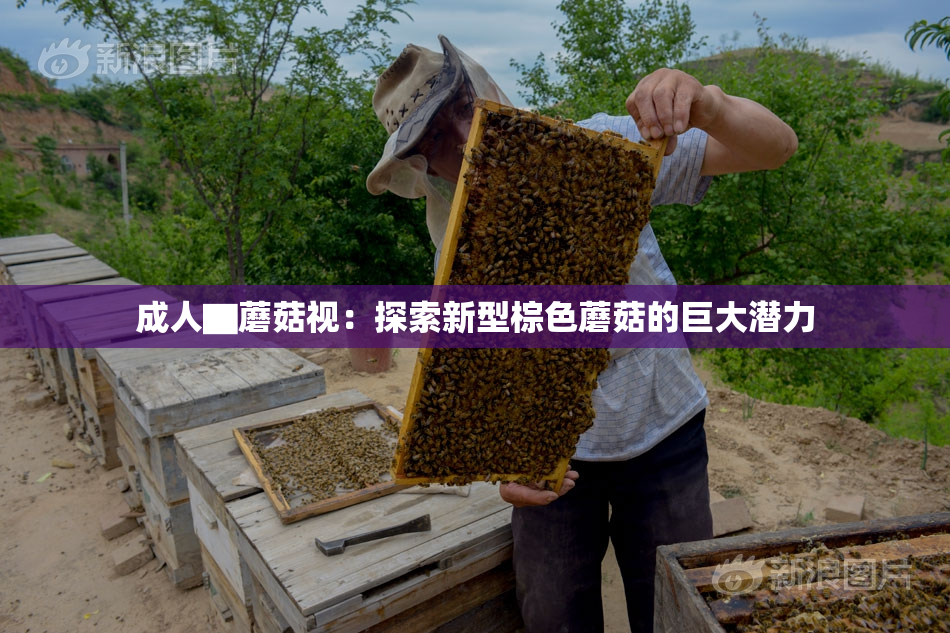 成人▇蘑菇视：探索新型棕色蘑菇的巨大潜力