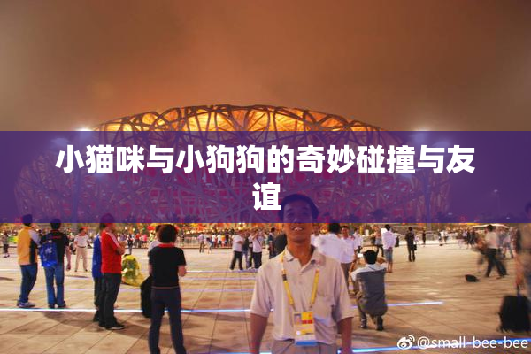 小猫咪与小狗狗的奇妙碰撞与友谊