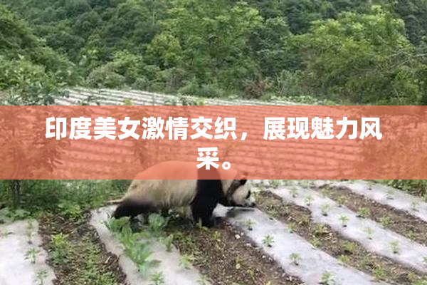 印度美女激情交织，展现魅力风采。