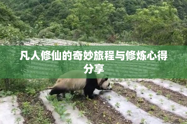凡人修仙的奇妙旅程与修炼心得分享