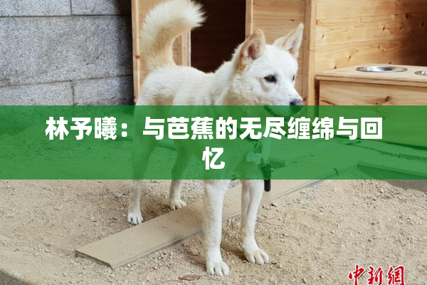林予曦：与芭蕉的无尽缠绵与回忆