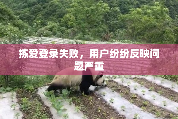 拣爱登录失败，用户纷纷反映问题严重