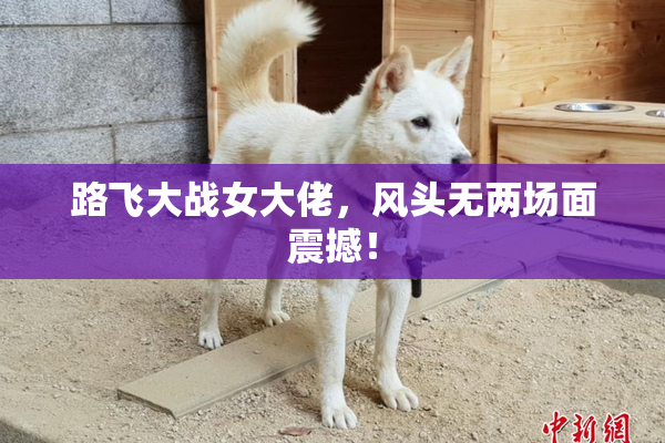 路飞大战女大佬，风头无两场面震撼！