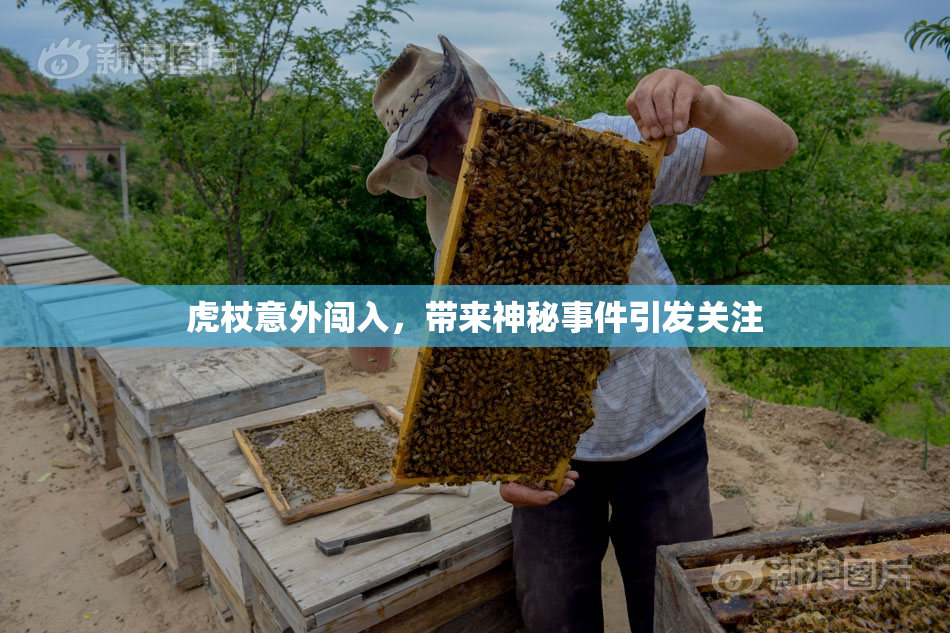 虎杖意外闯入，带来神秘事件引发关注