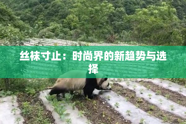 丝袜寸止：时尚界的新趋势与选择