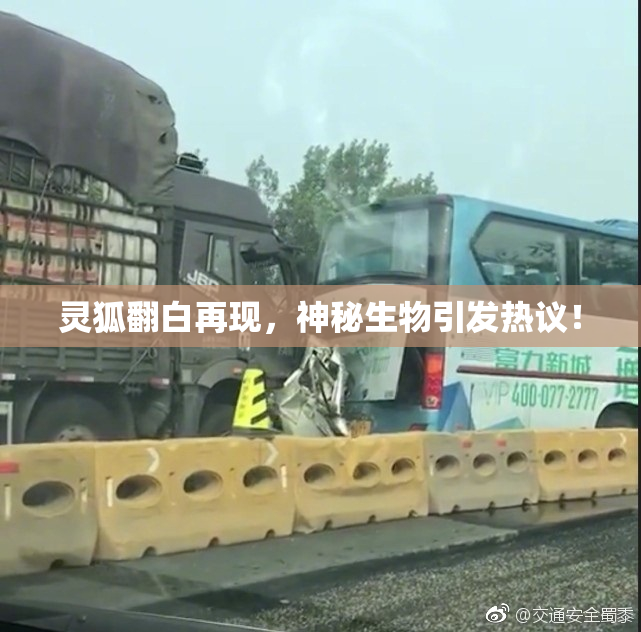灵狐翻白再现，神秘生物引发热议！