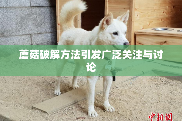 蘑菇破解方法引发广泛关注与讨论