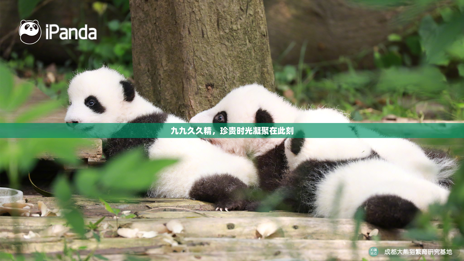 九九久久精，珍贵时光凝聚在此刻
