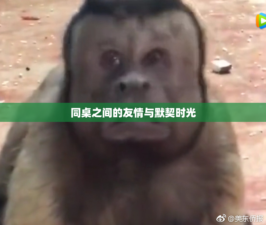 同桌之间的友情与默契时光