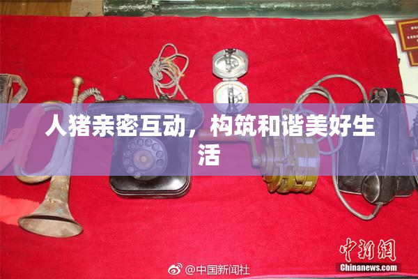 人猪亲密互动，构筑和谐美好生活