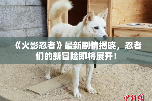 《火影忍者》最新剧情揭晓，忍者们的新冒险即将展开！