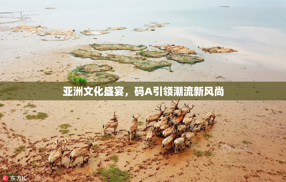亚洲文化盛宴，码A引领潮流新风尚