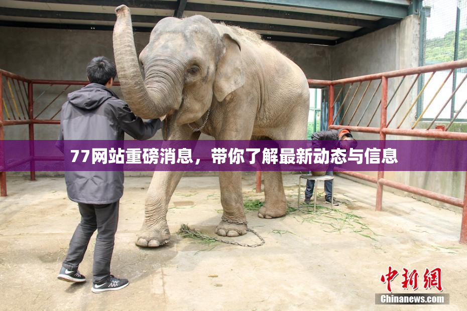 77网站重磅消息，带你了解最新动态与信息