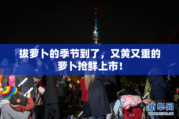 拔萝卜的季节到了，又黄又重的萝卜抢鲜上市！