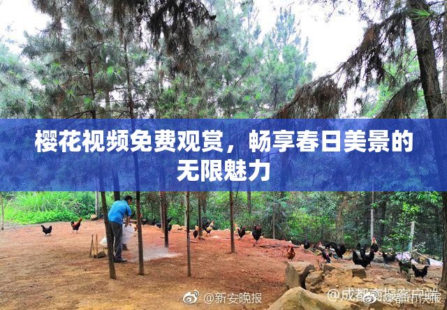 樱花视频免费观赏，畅享春日美景的无限魅力