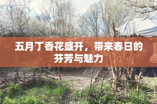 五月丁香花盛开，带来春日的芬芳与魅力