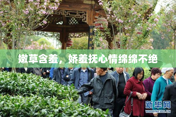 嫩草含羞，娇羞抚心情绵绵不绝