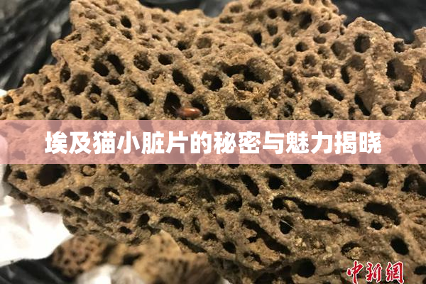 埃及猫小脏片的秘密与魅力揭晓