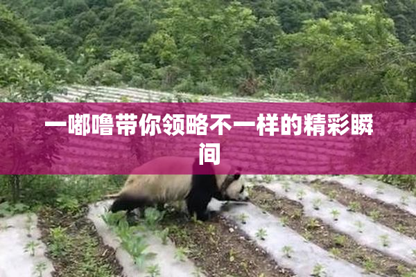 一嘟噜带你领略不一样的精彩瞬间