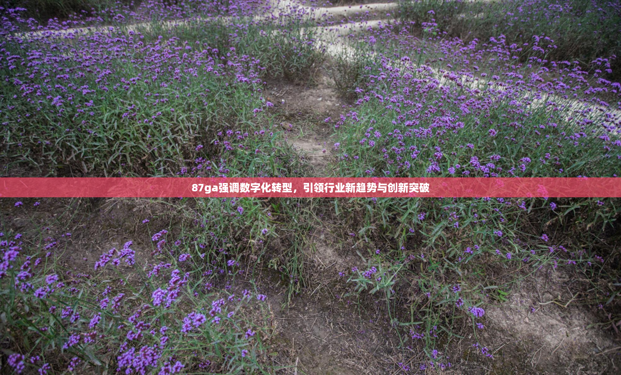 87ga强调数字化转型，引领行业新趋势与创新突破