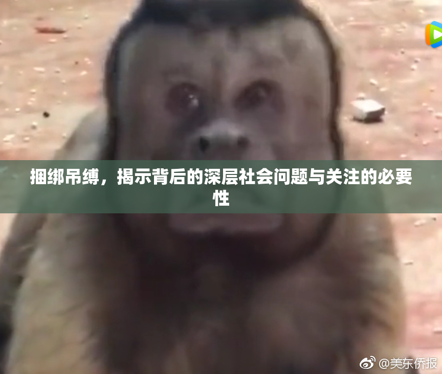 捆绑吊缚，揭示背后的深层社会问题与关注的必要性