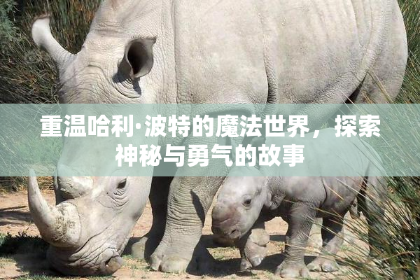 重温哈利·波特的魔法世界，探索神秘与勇气的故事