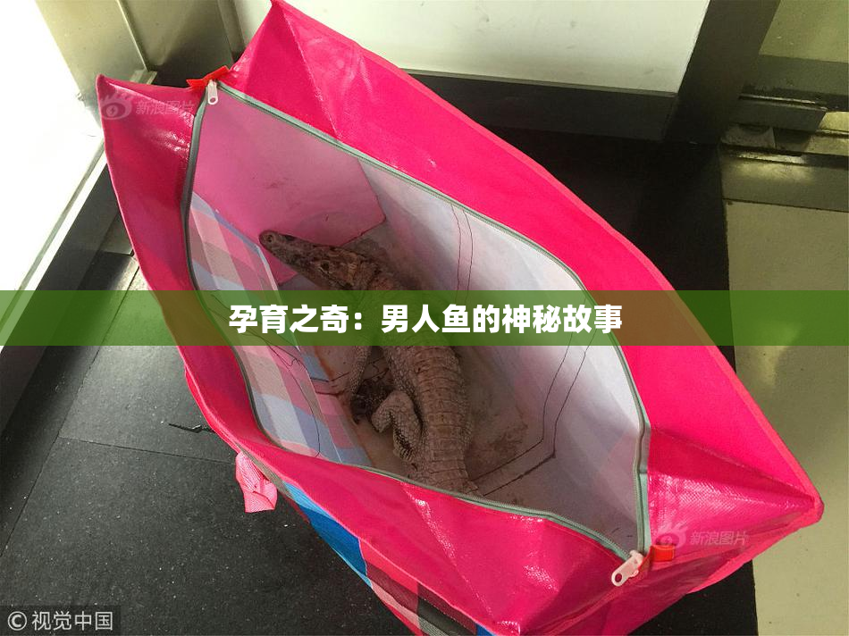 孕育之奇：男人鱼的神秘故事