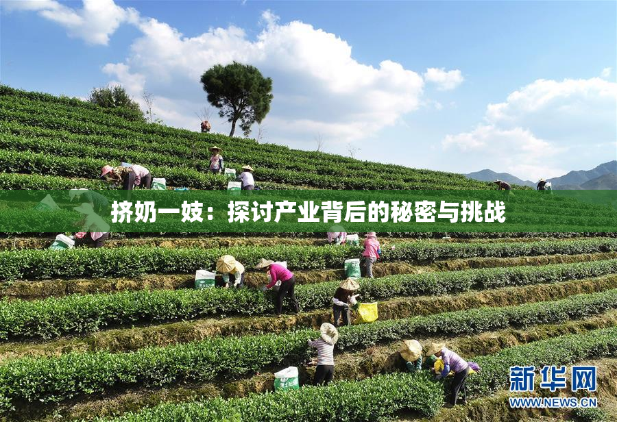 挤奶一妓：探讨产业背后的秘密与挑战