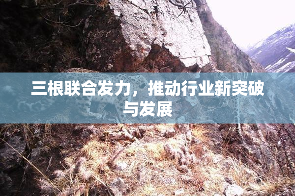 三根联合发力，推动行业新突破与发展