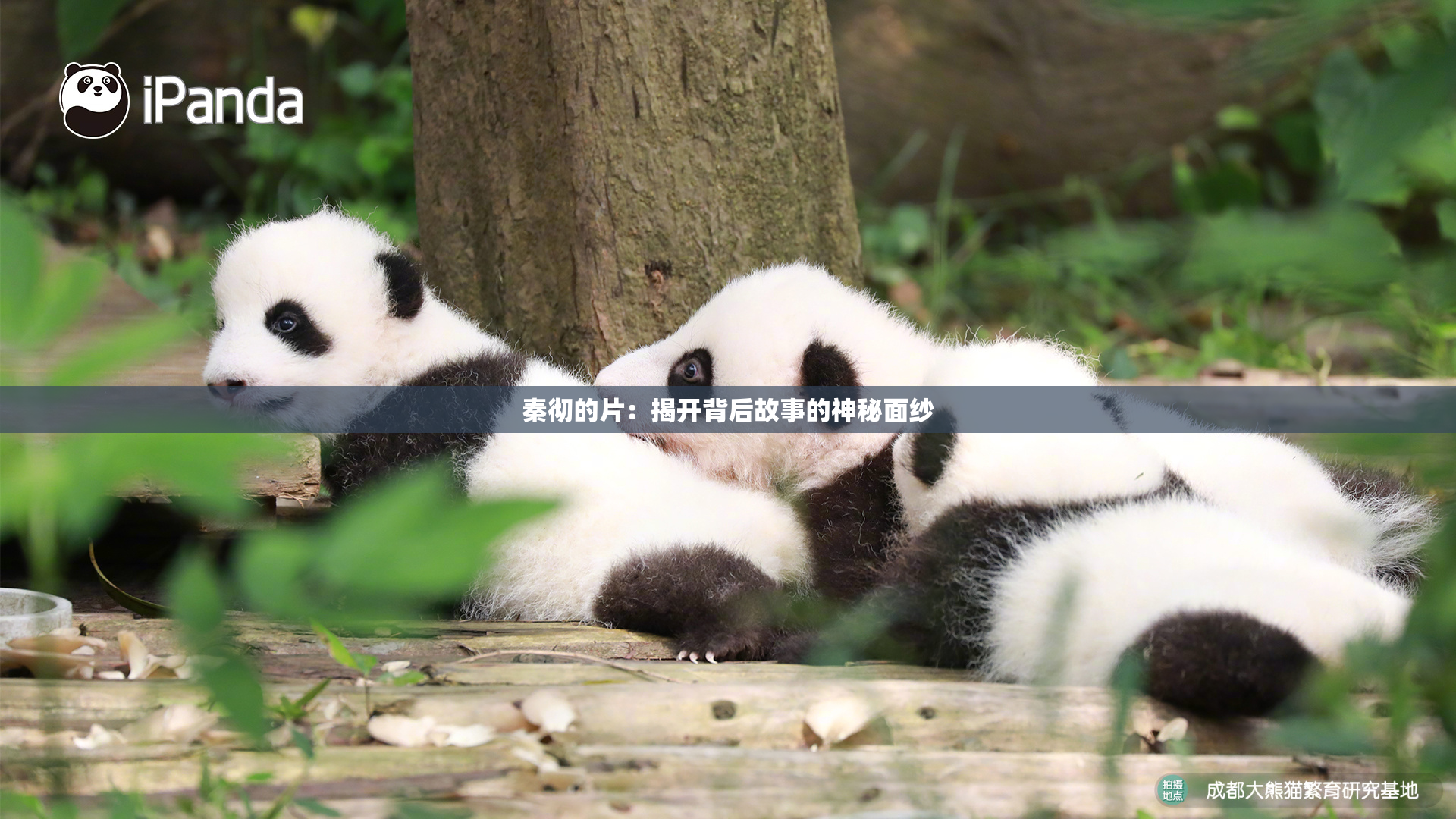 秦彻的片：揭开背后故事的神秘面纱
