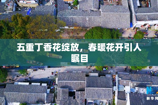 五重丁香花绽放，春暖花开引人瞩目