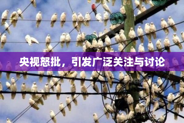 央视怒批，引发广泛关注与讨论